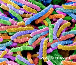 Найден новый вид патогенных для человека бактерий!