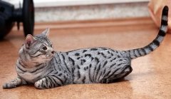 Кошка породы сафари