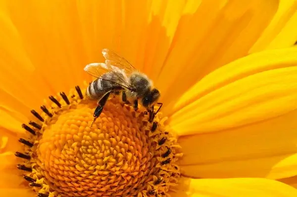 Выгодные пчёлы – Полезные советы