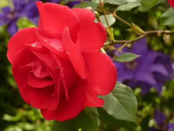 Как сохранить лепестки роз в домашних условиях